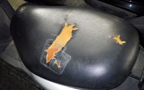 SUZUKI ﾚｯﾂ