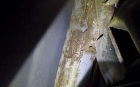 SUZUKI LET's 4 CA45A