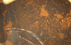 HONDA MOTOCOMPO 2012 AB12