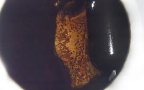 HARLEY FXSB 1580 2014