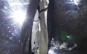 SUZUKI HAYABUSA Gen.2 2011