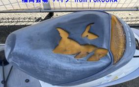 HONDA PAL