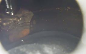 HARLEY XG750 STREET ROD 2019