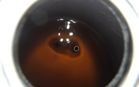 HONDA C50 SUPER CUB AA01