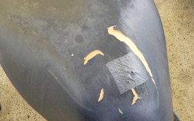 SUZUKI ADDRESS V50 CA4BA
