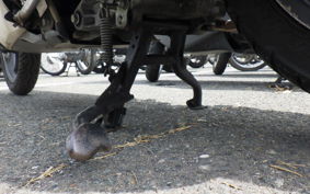 HONDA DIO 110 JF31