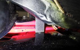 HONDA UNREGISTERED MODEL by BDS50