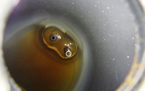 HONDA LITTLE CUB E C50