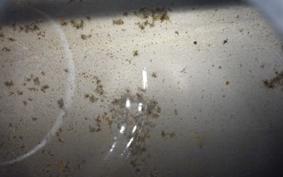 KAWASAKI ZZ1100 NINJA R Gen.2 1994 ZXT10D