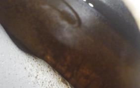 HONDA CL90 BENLY 1995 CL90