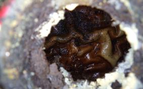 KAWASAKI GPZ1000RX 1986 ZXT00A