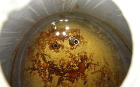 HONDA LITTLE CUB AA01