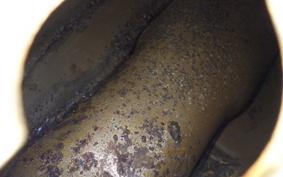 HONDA MONKEY 2017 Z50J