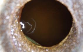 KAWASAKI ZXR250 ZX250A