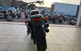 HARLEY  HARLEY FXFBS 2021 YLK