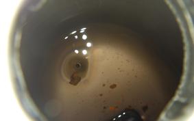 HONDA C50 SUPER CUB E AA01