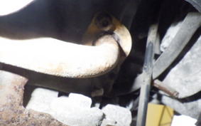 HONDA GIORNO CREA 2008 AF54