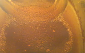 HONDA C50 SUPER CUB 1995 AA01