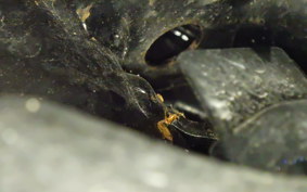 HONDA TACT-4ﾍﾞｰｼｯｸ 2024 AF79