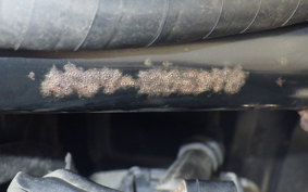 HONDA TODAY 2 2022 AF67