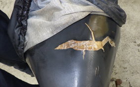 HONDA C50 SUPER CUB AA01