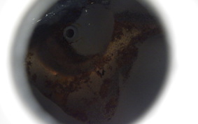 HARLEY FXDL 1340 1998