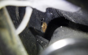 HONDA DIO 110 2019 JF31