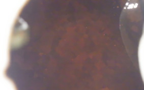 TRIUMPH TIGER 660 SPORTS 2022