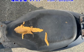 SUZUKI ADDRESS V50