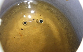 HONDA C50 SUPER CUB 2025 AA01