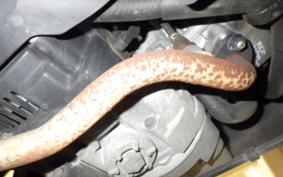 YAMAHA JOG DX-2 SA56J