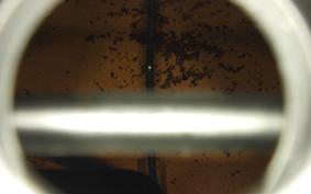 HONDA DIO CESTA GEN 2 2010 AF62