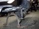 Фото Yamaha VINO 50 с японского аукциона