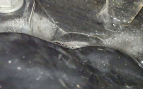 HONDA GYRO CANOPY 2021 TA03