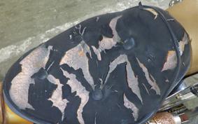 HONDA JAZZ 50 2025 AC09