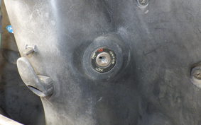 HONDA DIO GEN 3 AF34