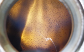 SUZUKI GSX250S KATANA 1998 GJ76A