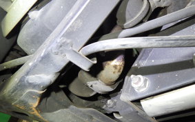 HONDA GYRO UP 2012 TA01