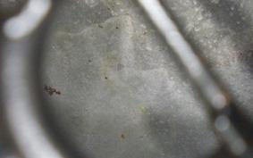 TRIUMPH TIGER EXPLORER 2014