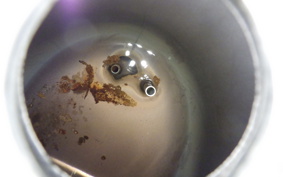 HONDA C50 SUPER CUB C50