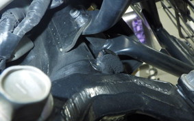 HONDA C110 SUPER CUB