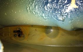 HONDA C72 DREAM 2025 C72