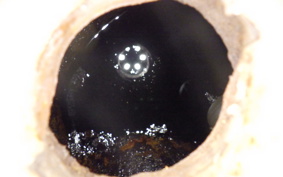 SUZUKI BIRDIE 50 BA13A