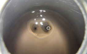 HONDA LITTLE CUB E AA01