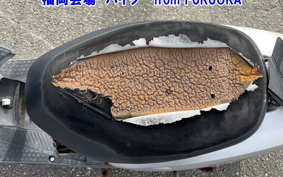 HONDA DIO