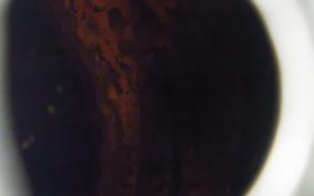 HARLEY XG750ｽﾄﾘｰﾄ 2015