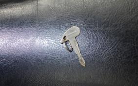 KAWASAKI VULCAN 900 CLASSIC 2008 VN900B