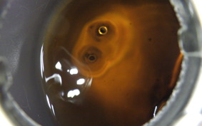 HONDA LITTLE CUB E AA01