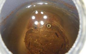 HONDA C90 SUPER CUB 2012 HA02