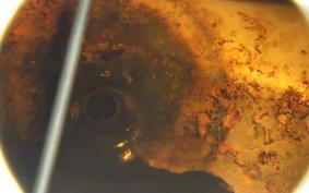 HARLEY FXSB 1580 2015